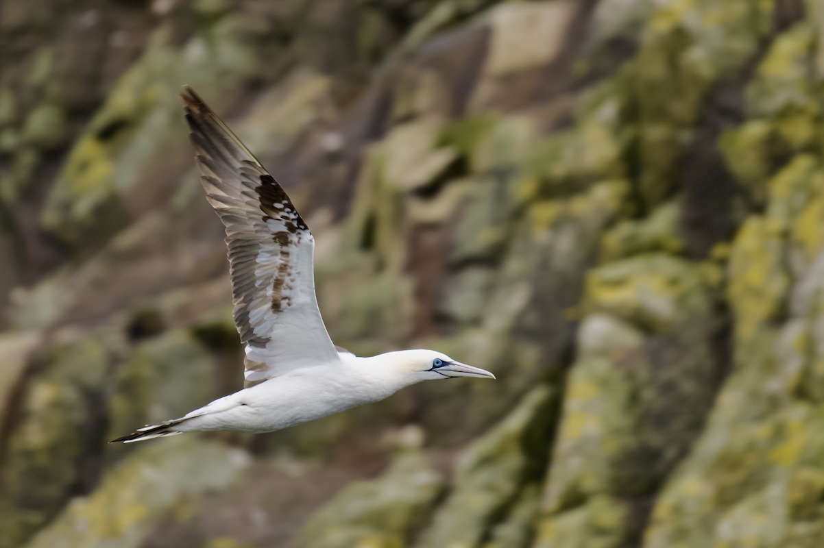 Gannet soaring past the camera, on the Saltee Islands, Ireland