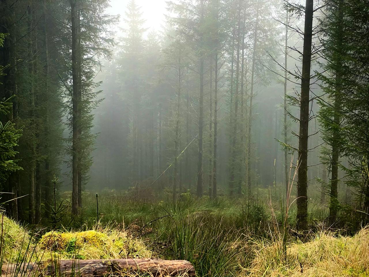Within trees in the Wicklow mountains, fog obsuring the distance