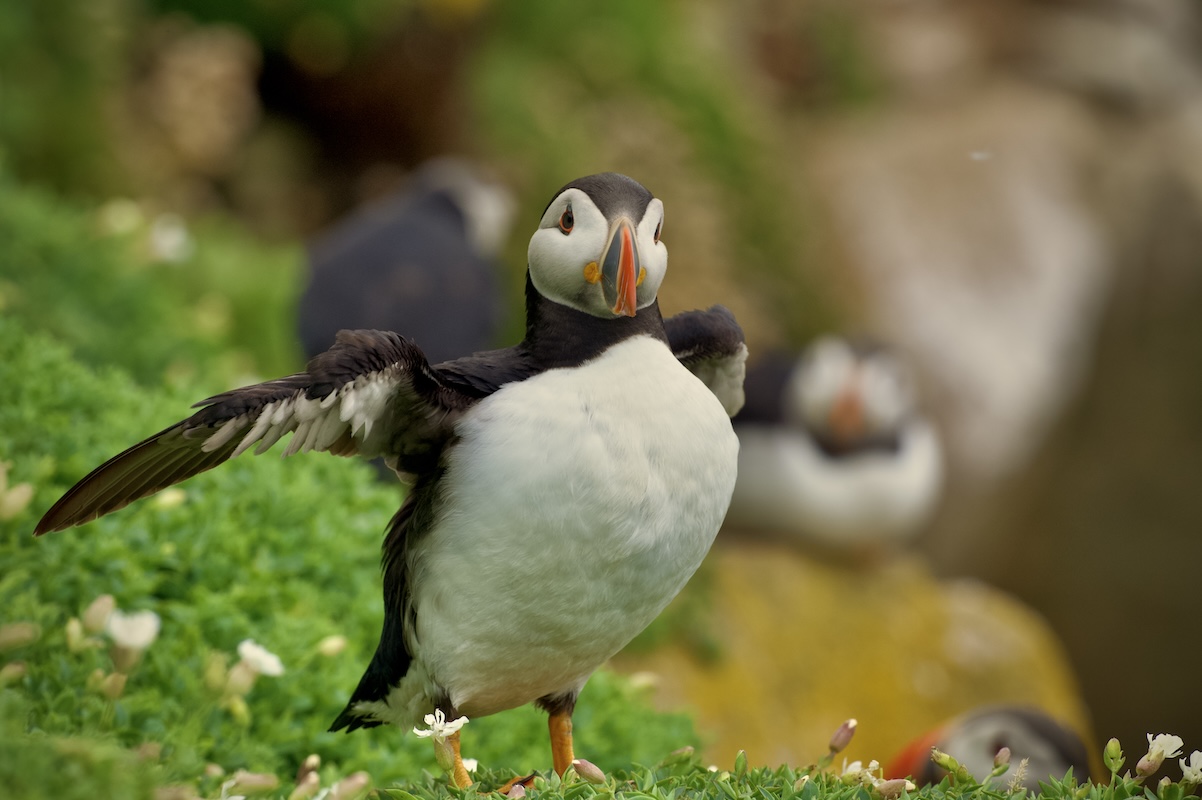 Puffin stretching on the Saltee Islands, Ireland