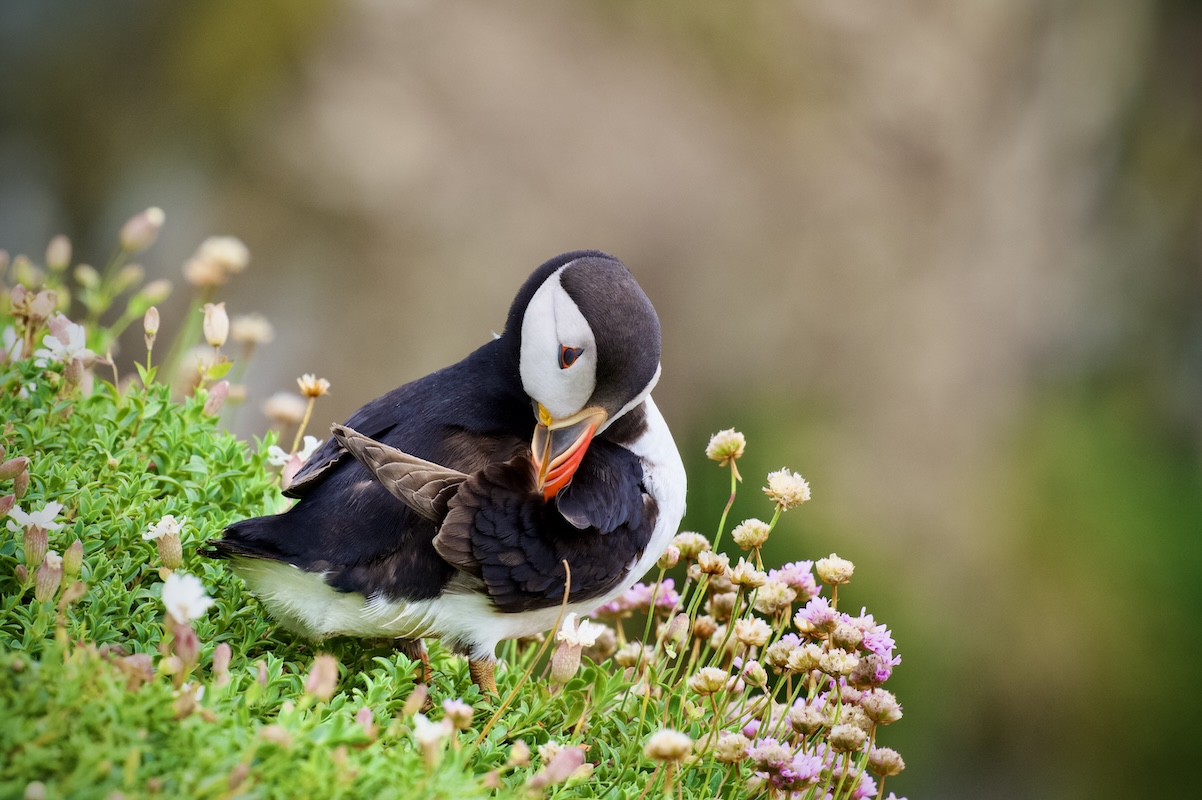 Puffin preening on Saltee Islands, Ireland