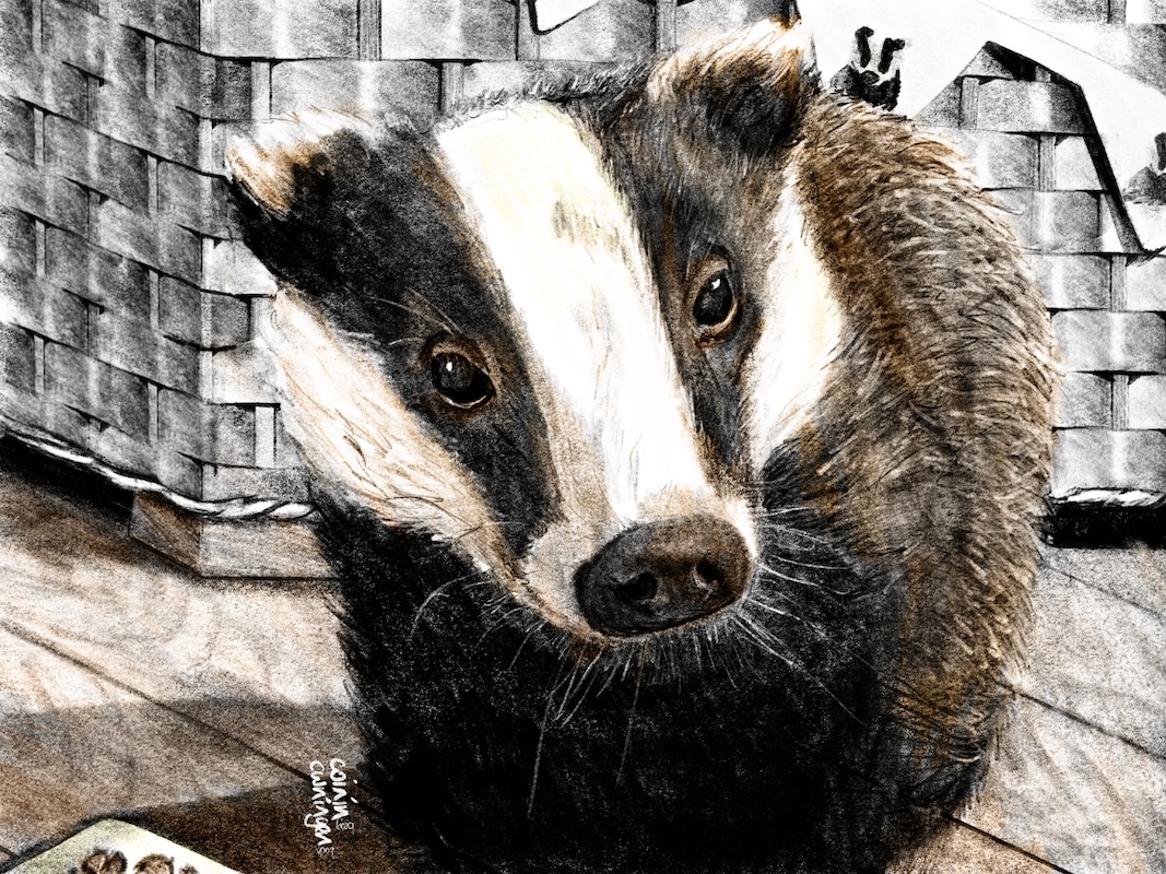 European badger, in back garden patio