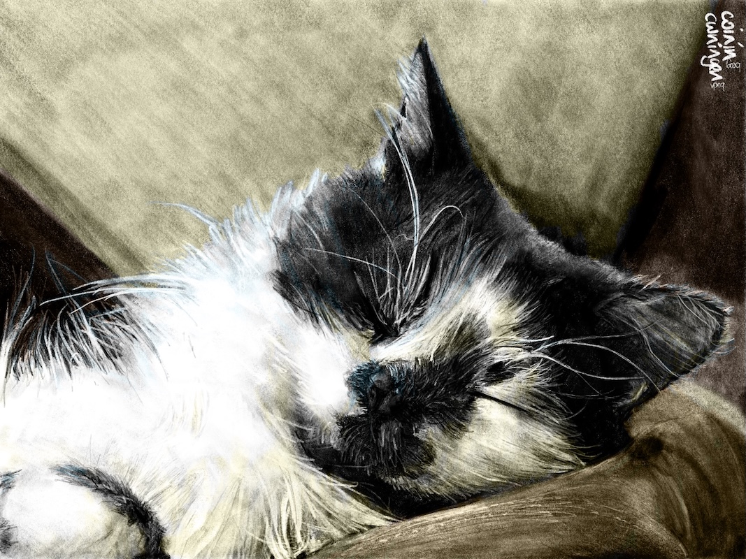 Black and white cat, sleeping on a chair