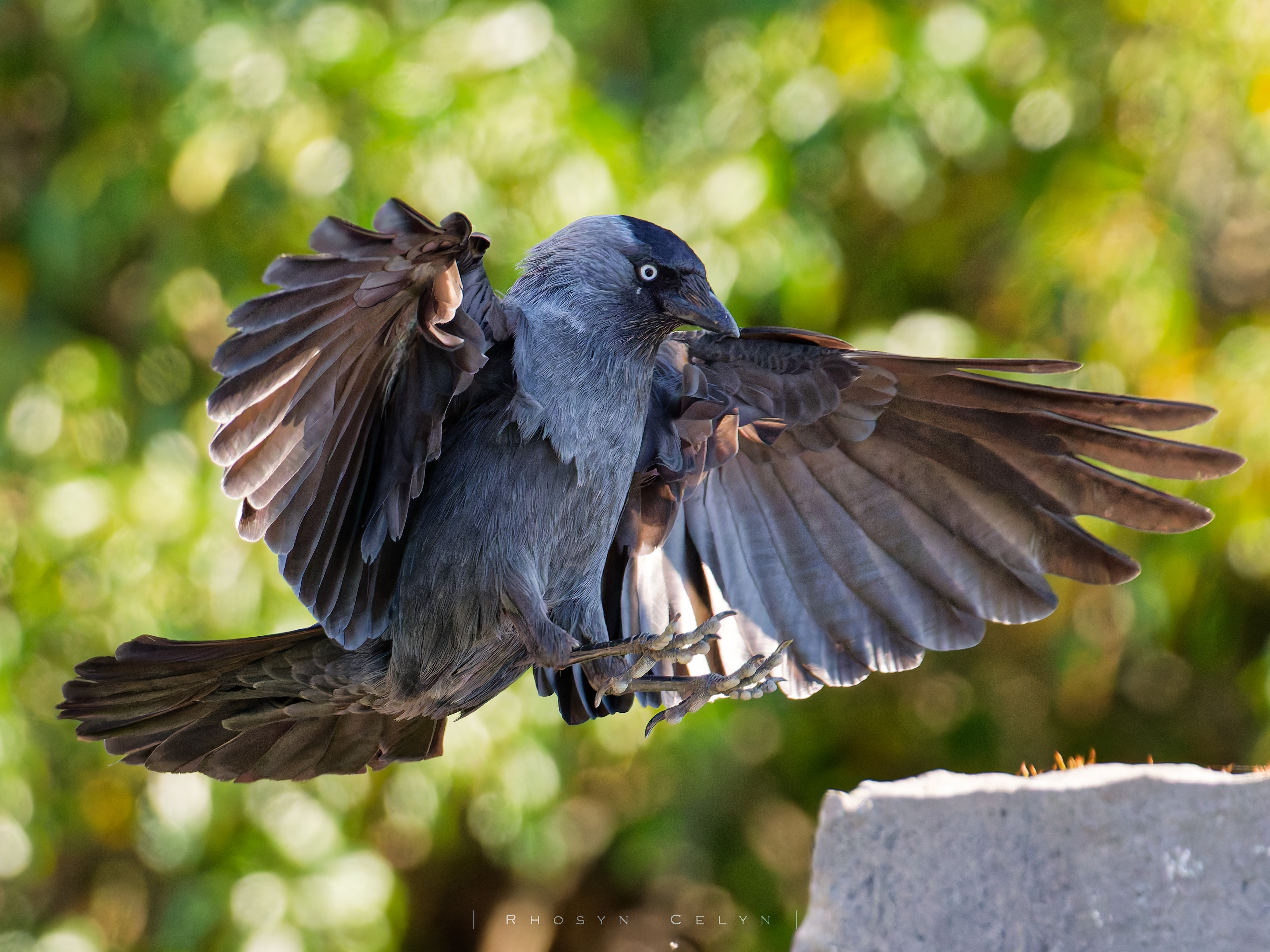 Adult Jackdaw (bird) mid landing on a stone wall