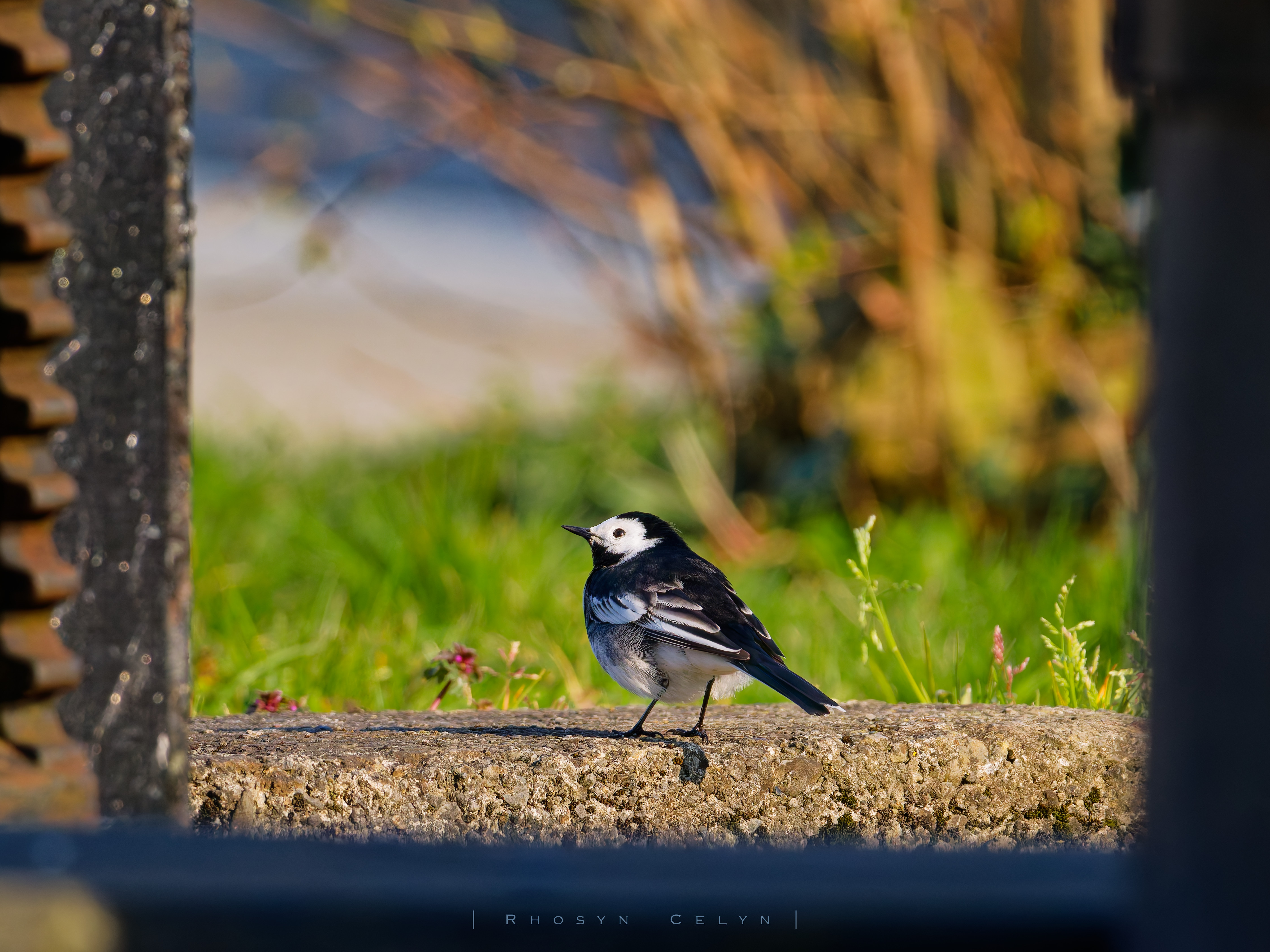 Adult Pied Wagtail (bird) framed through the square opening of a Canal lock gate overflow