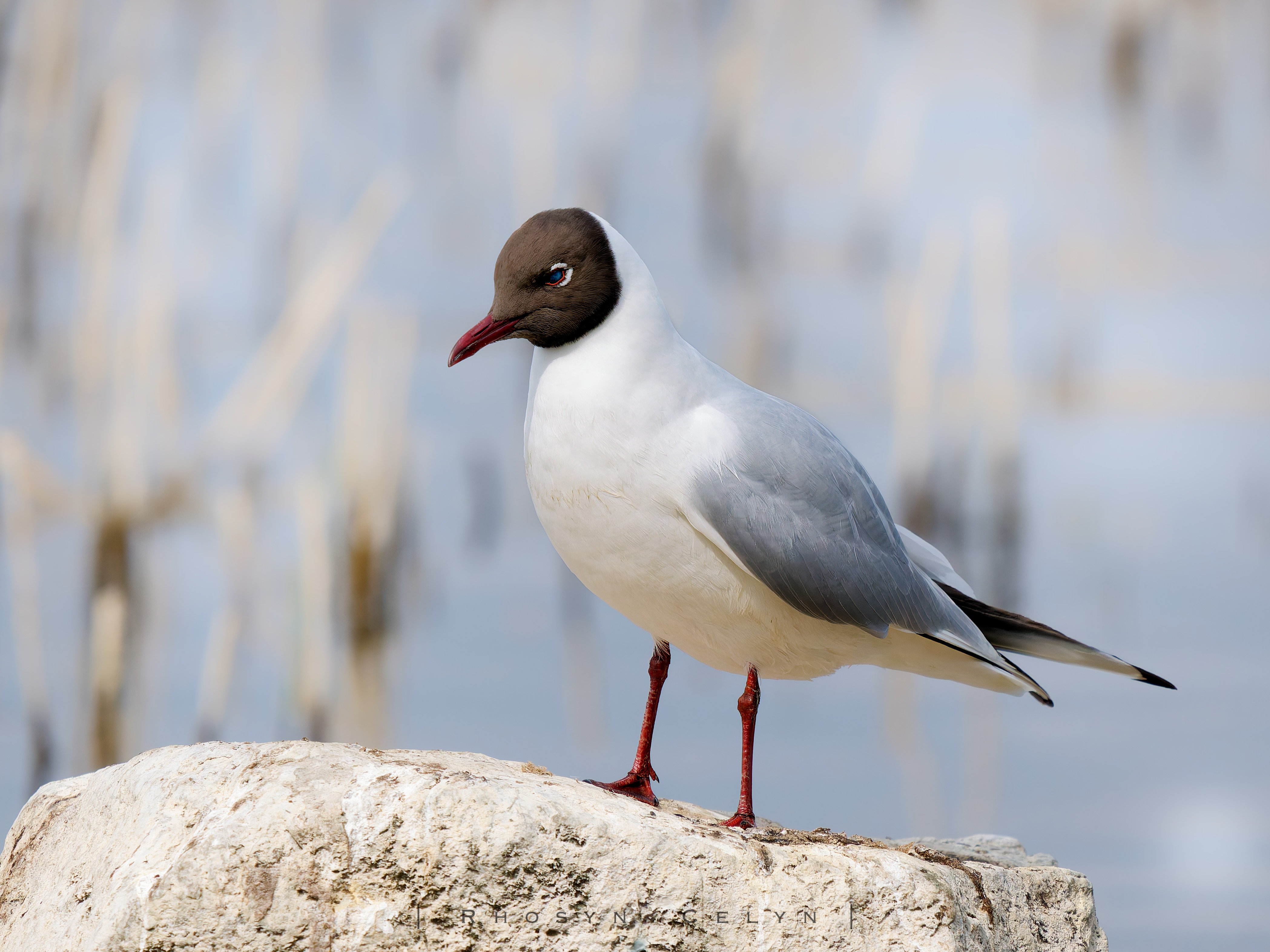 Adult blackheaded Gull (bird), perched on a white rock