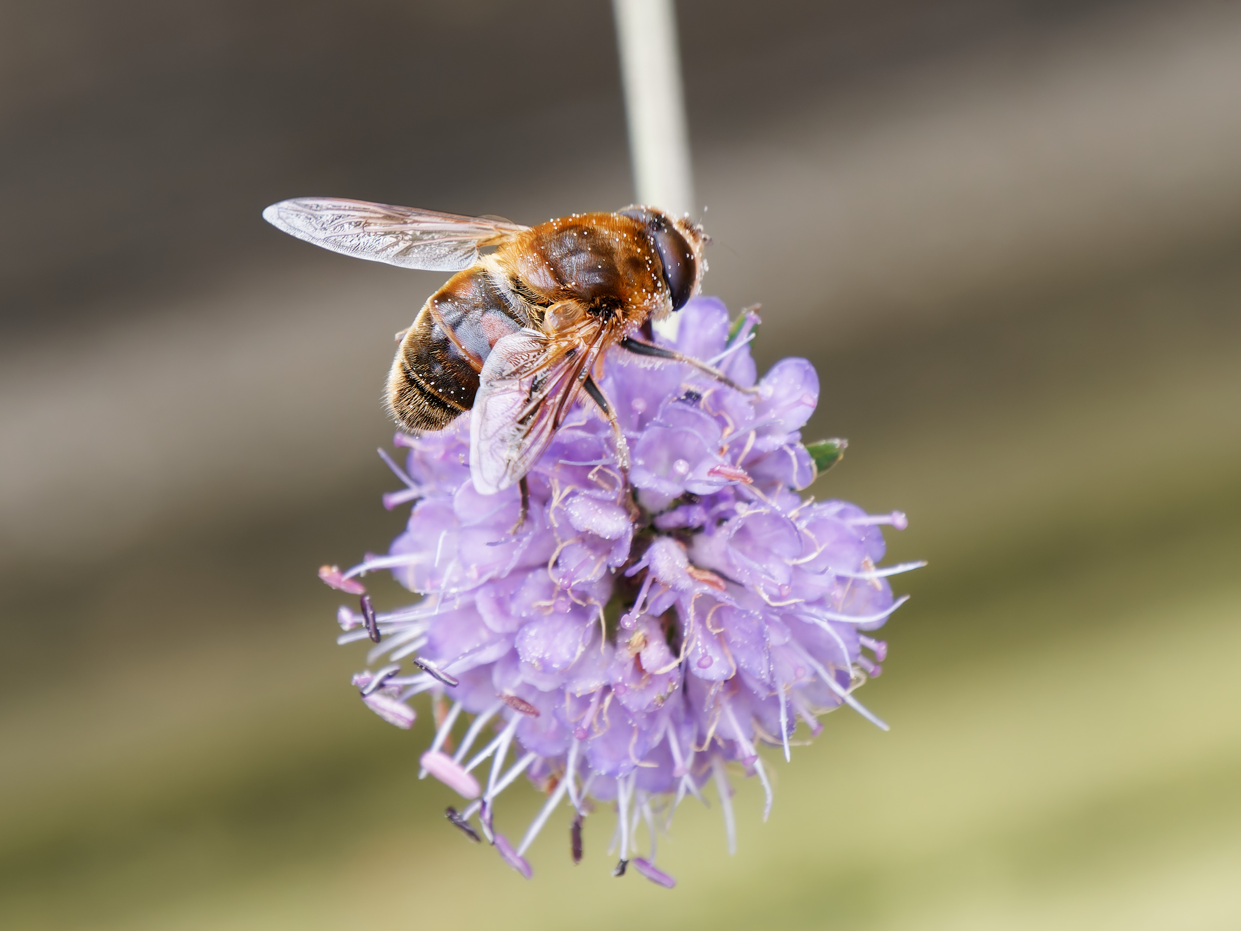 Unkown drone or hover fly, covered in pollen whilst feeding on a pink flower