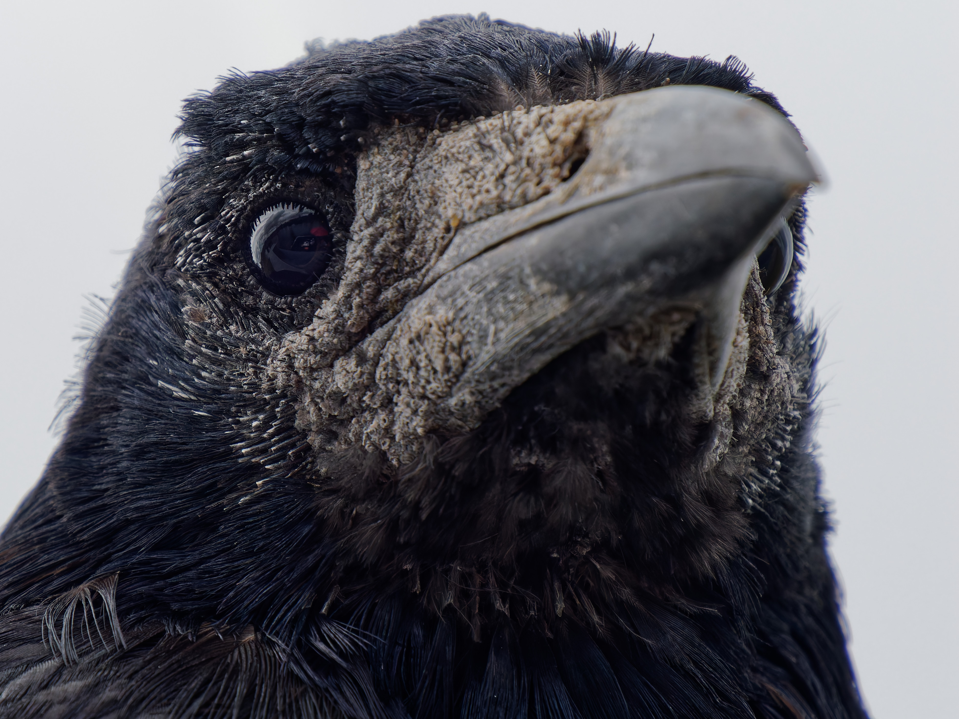 Close up head shot of an adult Rook (bird)