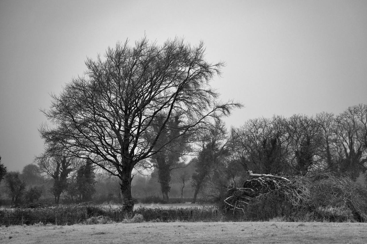 Black and white photo of a lone tree in a field, next to cut down and stacked branches and leaves