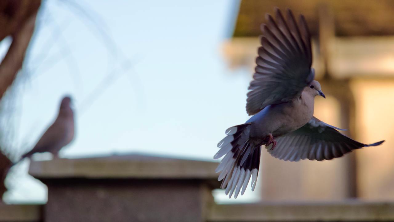 Collared dove (pigeon) in flight with a second dove to the left, blurred out by depth of field