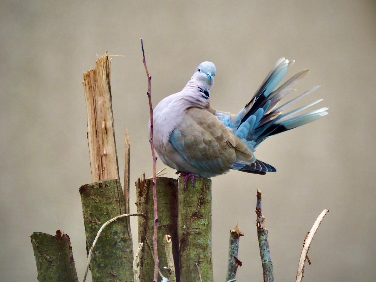 Collared dove (pigeon) preening on top of a copiced tree