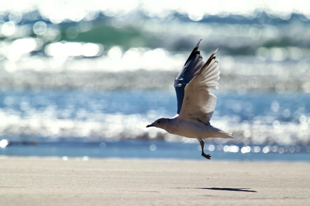 Common gull gliding over the sand