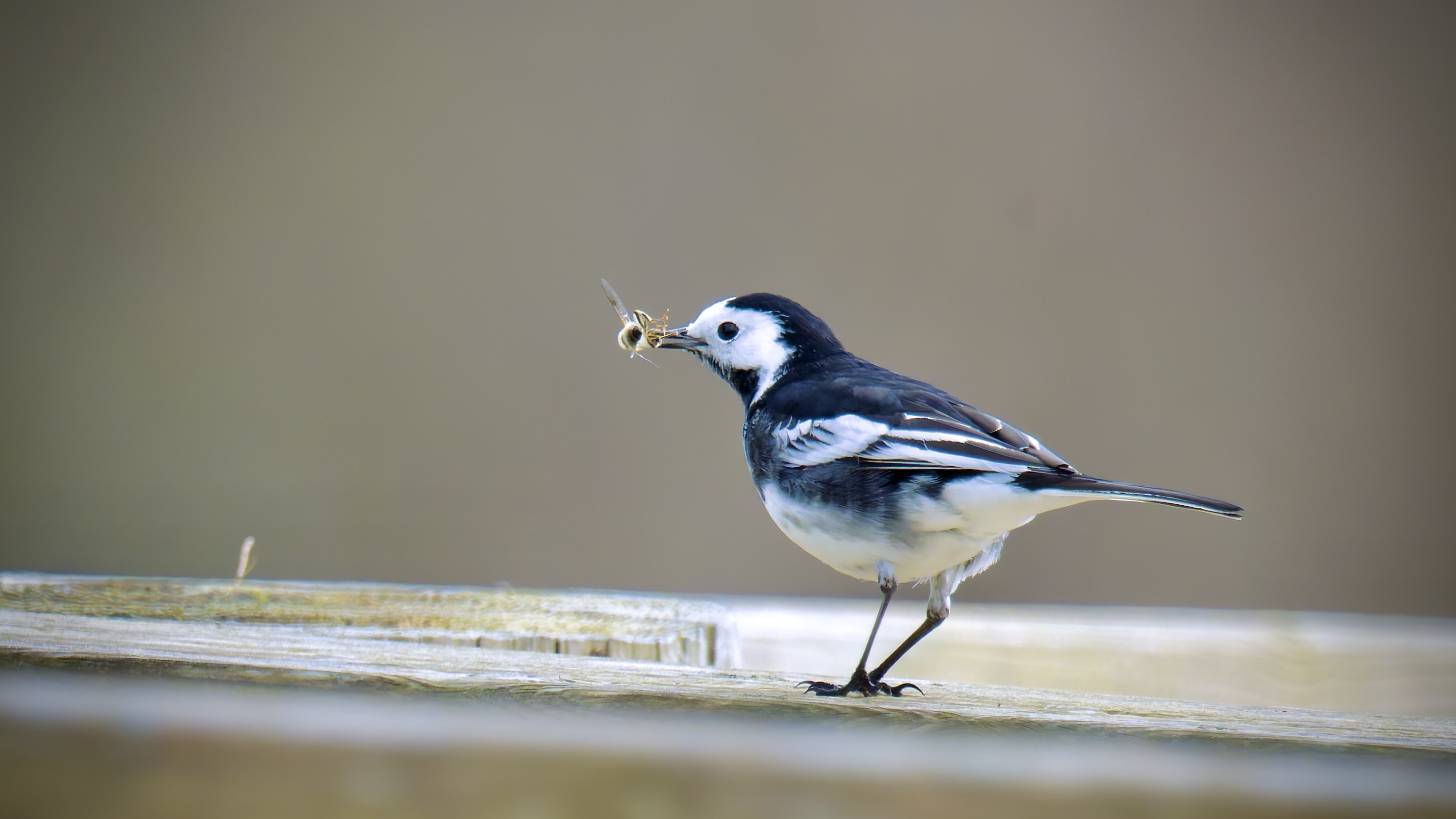 Grey Wagtail, holding a small insect in its beak