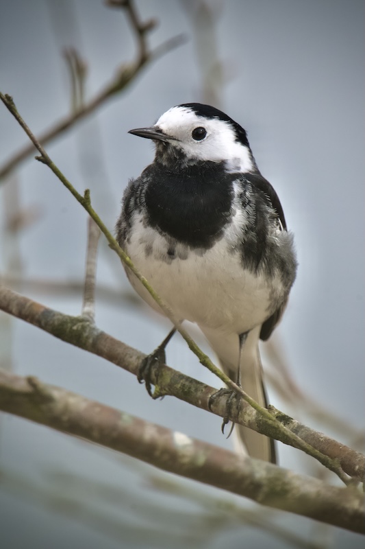 Grey Wagtail, perched on branch, the background is blurred