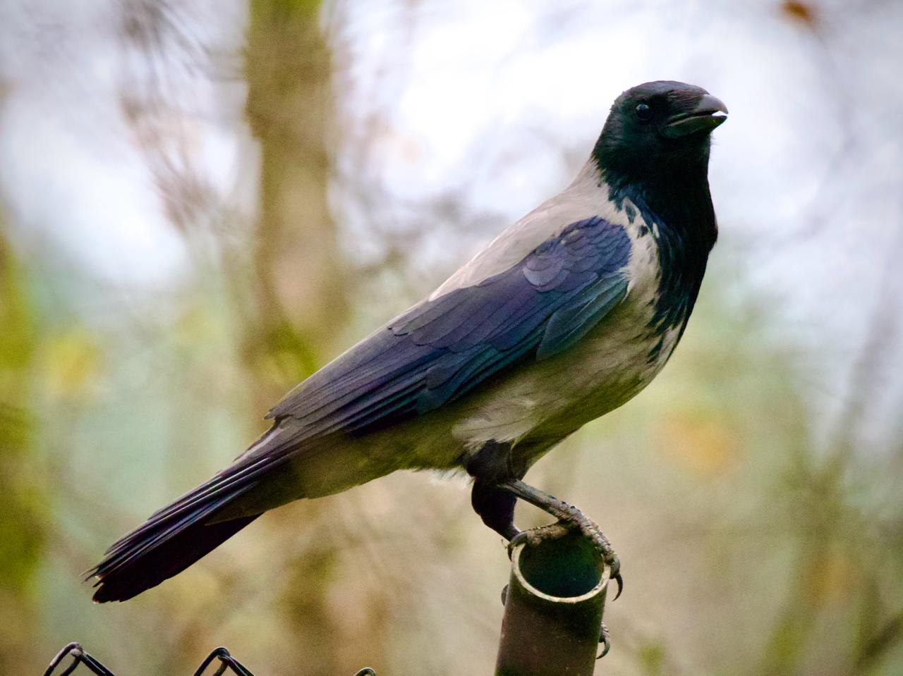 Hooded crow perched on a fence post