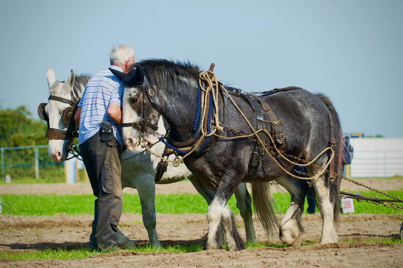 Two horse guided by a handler at the National Plouging Championships 2024, Ireland