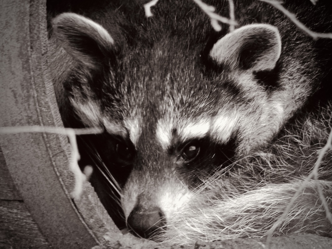 Black and white photo of a racoon, resting in a barrel