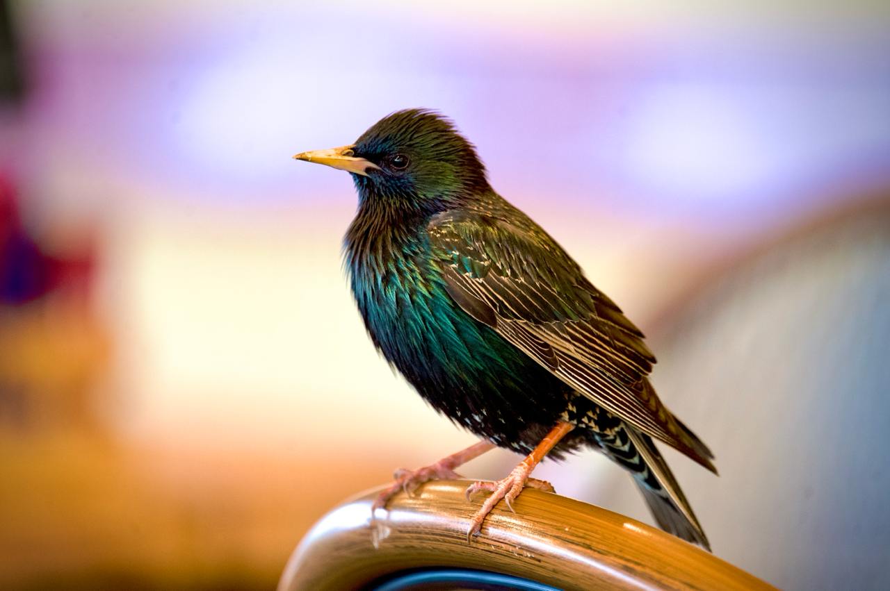 Starling perched on a chair indoors, with a blurry multicoloured background