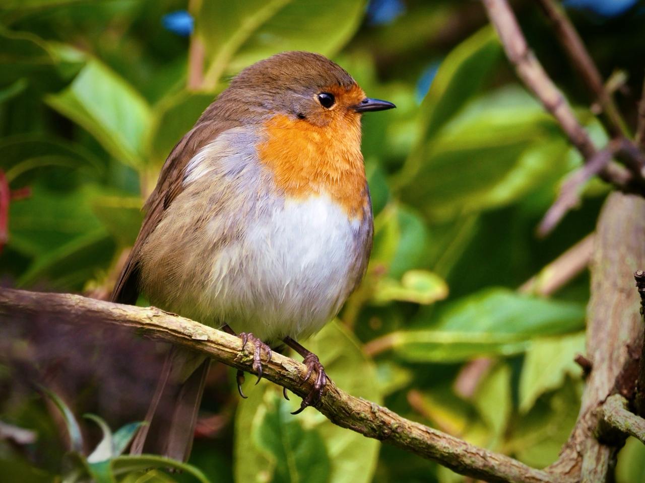 Robin perched on a small branch on the edge of a hedge row