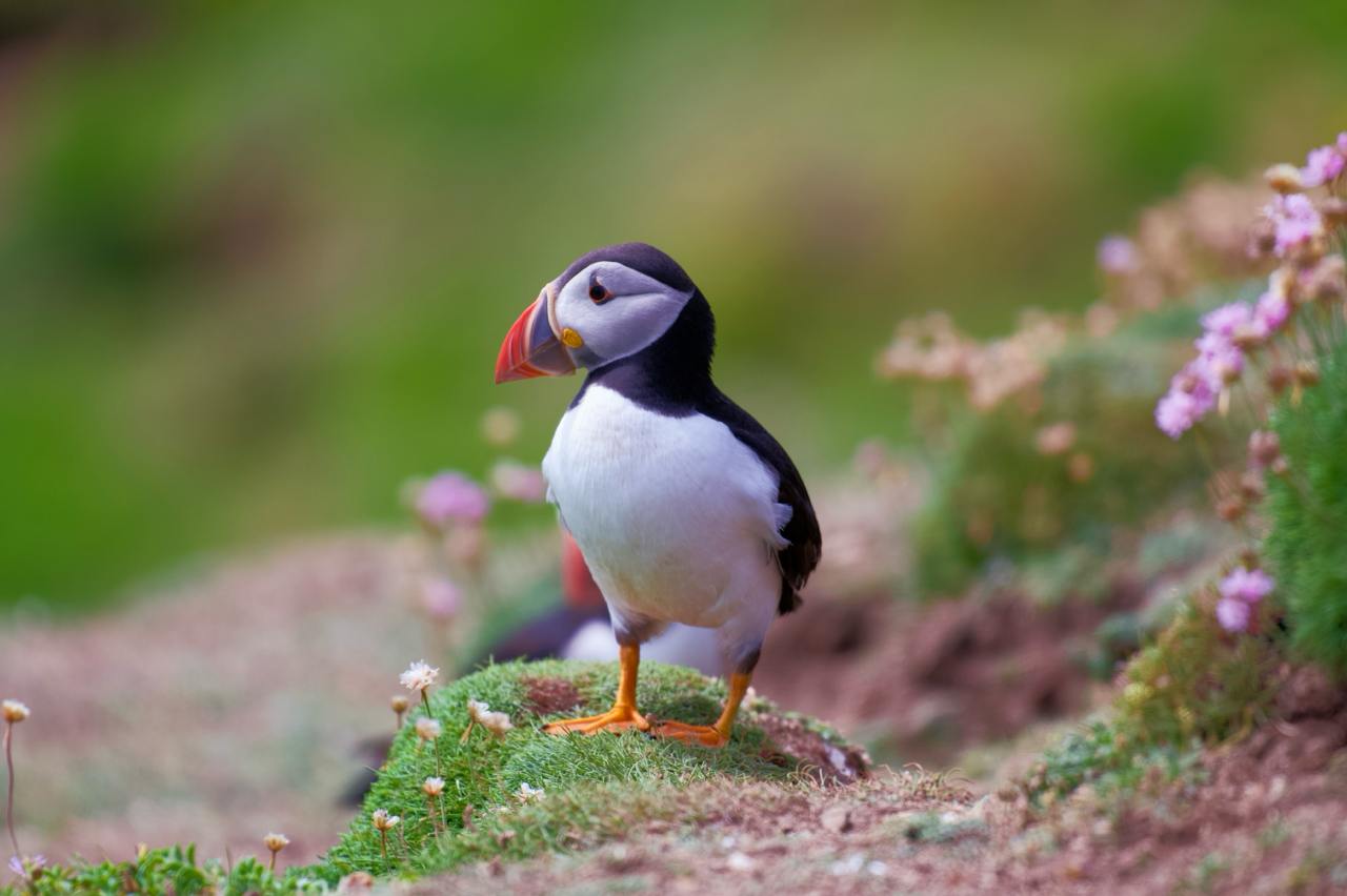 Puffin looking out to sea