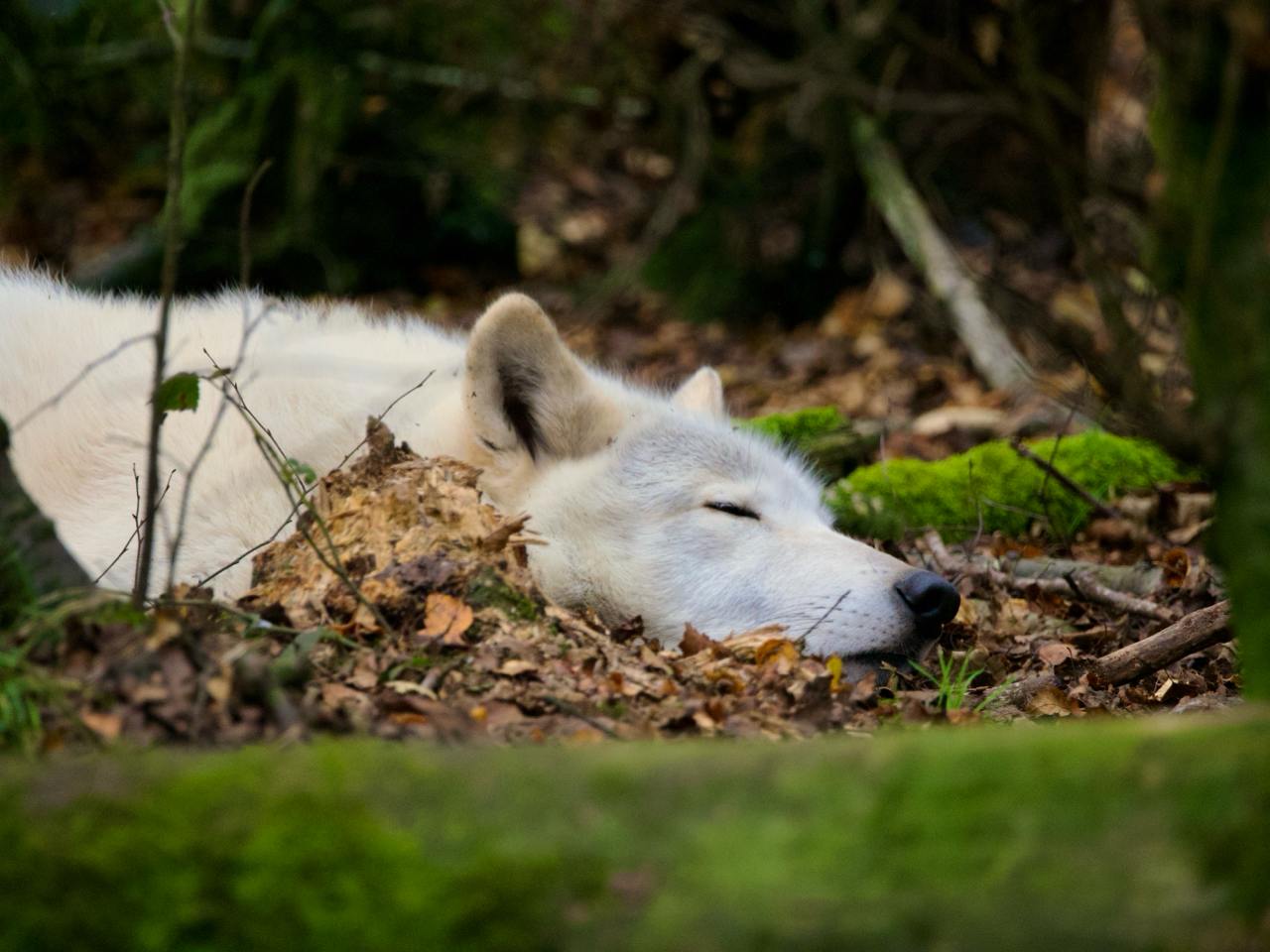 White wolf dosing on the forest floor