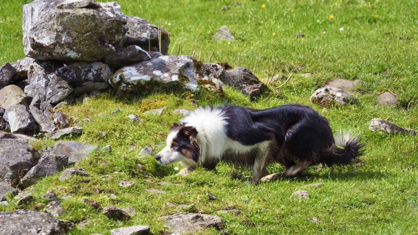 Working Collie herding sheep which are out of view