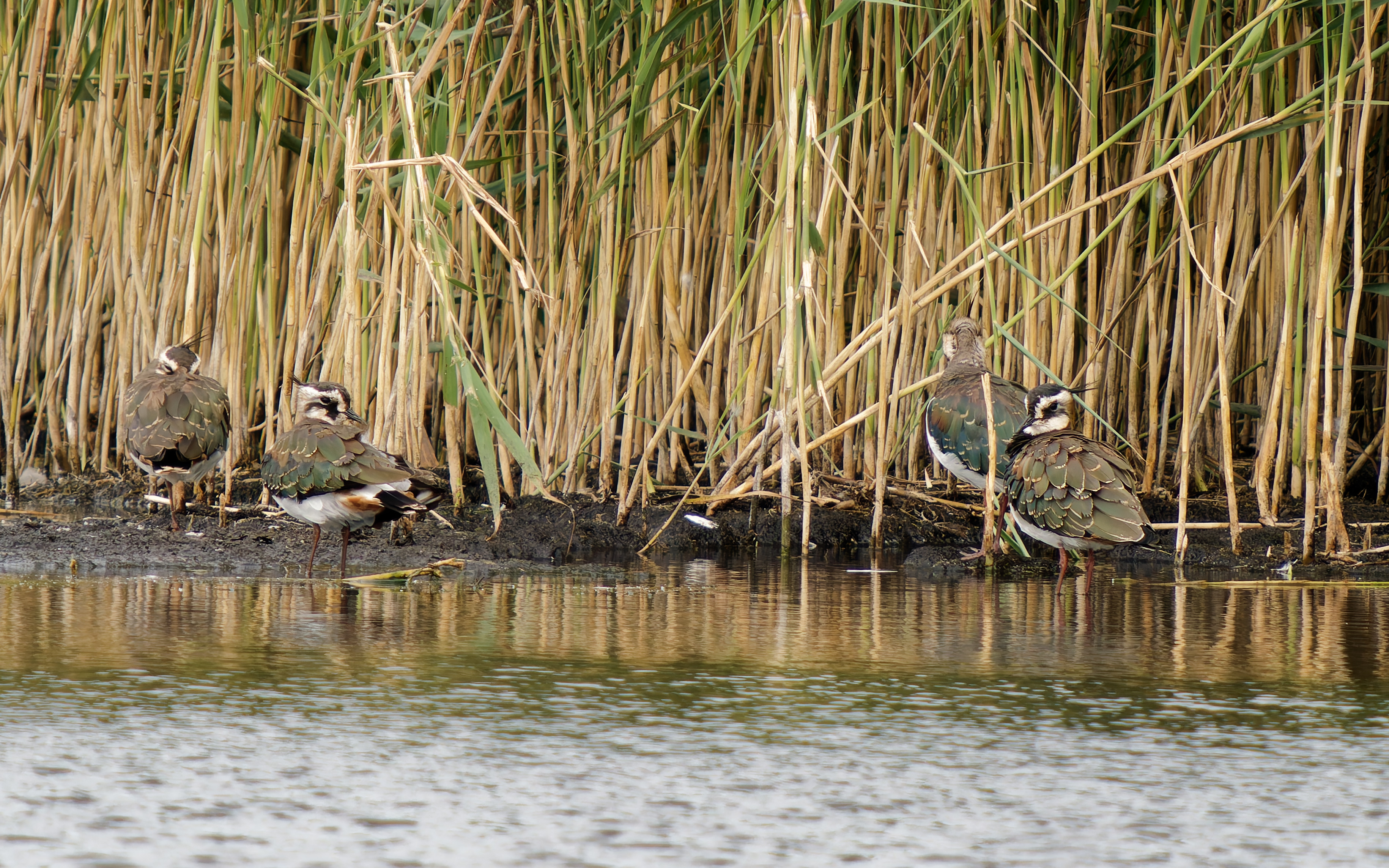 Lapwings, resting in front of reeds in the bog