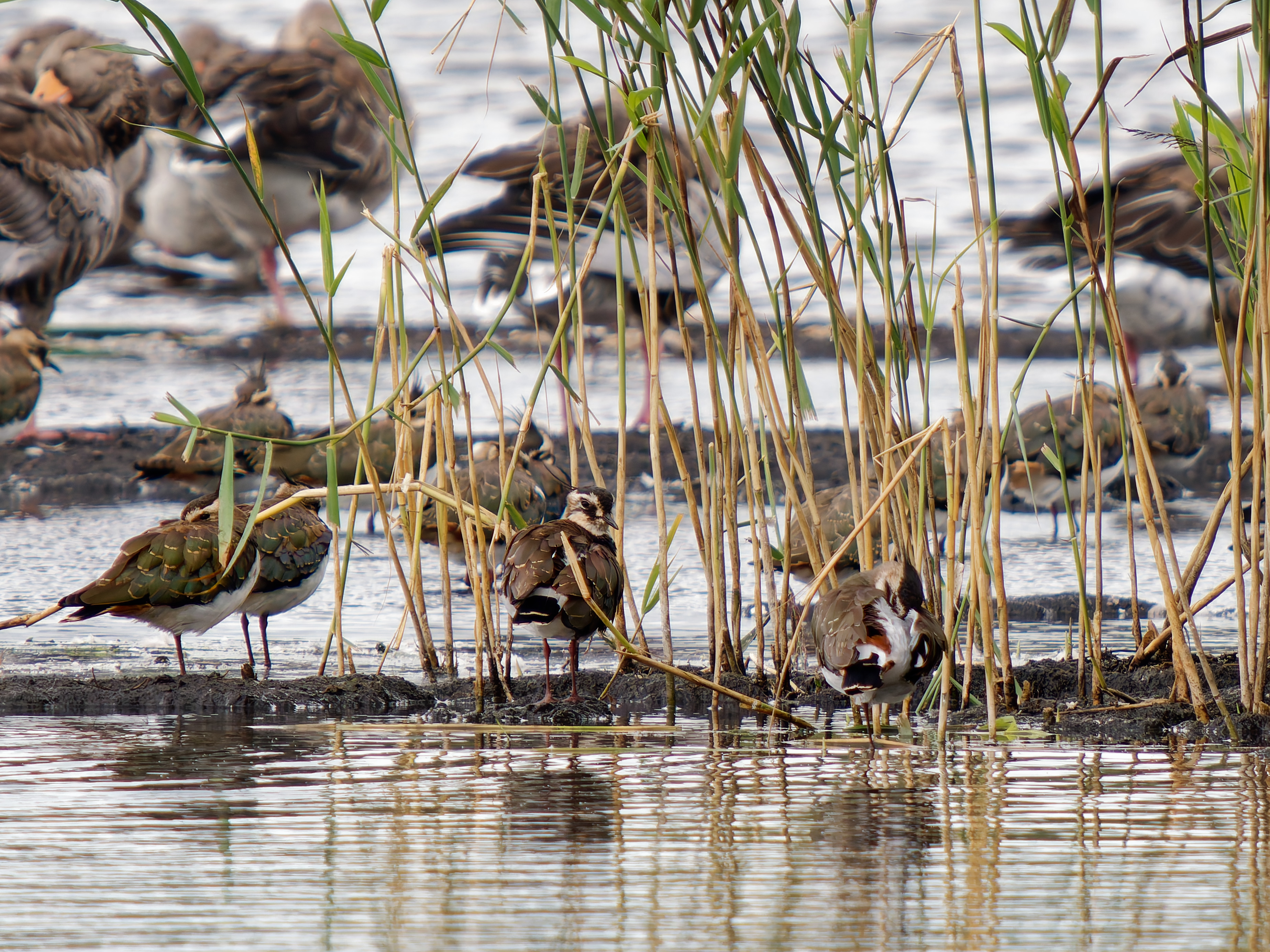 Lapwings, resting in the bog waters, in amongst the reeds